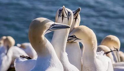 星空娱乐棋牌官网-印度赛制改革之路：走向全球顶级赛事的成功之道，印度赛区